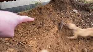 The pack cleared out some rats that were living adjacent to a grain store. The bucket made it a lot easier! | Suffolk and Norfolk rat pack