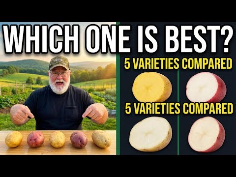 5 Seed Potato Varieties – What They Look Like, Taste Like & How to Cook Them