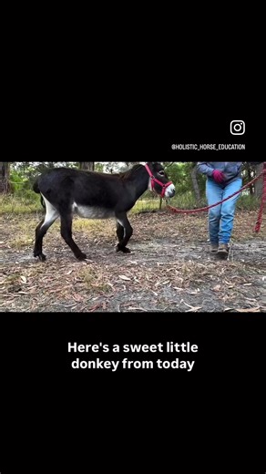 Little donkey trim day update 🫏🦶 Some of you might recognise this little guy from my earlier videos. When I first met him, his hind feet were so overgrown and twisted that we had to do his very first trim under a general anaesthetic, just so we could safely start correcting things and get him comfortable. He has come a long way since then. Today we’re focusing on his front feet. He’s got some soft tissue issues and he’s quite weak through one shoulder, so he tends to lean back onto his heels a