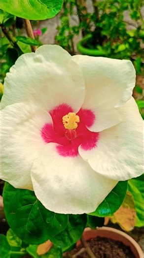 flowers tik tok #flowers #shortvideo #trending #nature