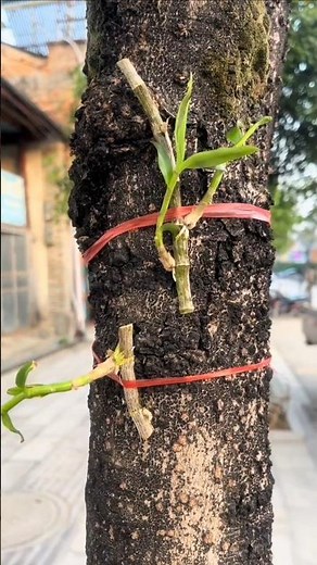 Best grafting dendrobium orchid plant on the tree with simple techniques 🌱🌵🌷🌱
