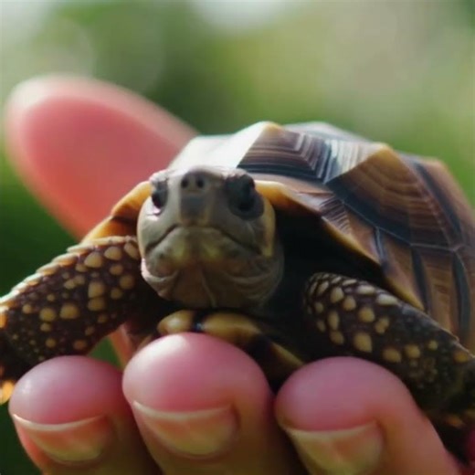 ✩⋆⁺₊✧✴ASMR Tortoise in hand #relax #relaxing