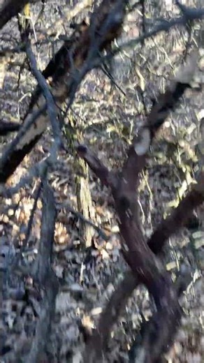 Update on it. The back wall is much more sturdy. #base #forrester