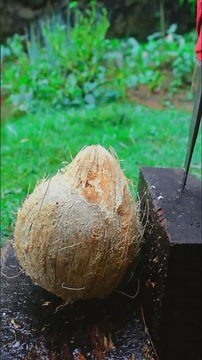 Satisfying White fiber coconut
