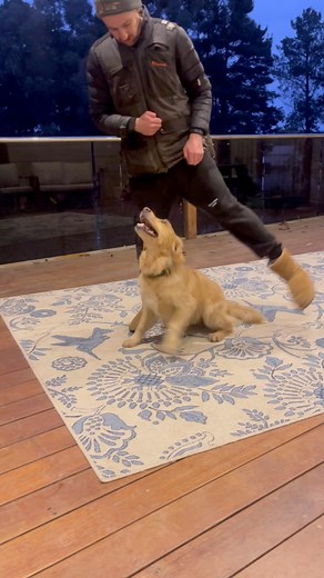 Winnie is so much fun. She’s a tiny, crazy fast Golden that loves to work. Im not sure I’ll ever find another dog like her. Today I come to the realisation that she’s turning 6 years old this year and it made me really sad🥺 You think they are puppies and within a blink of an eye so much time has passed. Does anyone else get this feeling with their dogs? Tell me about your special dog in the comments! #dogslife #goldenretriever #dogtraining #doglovers | Jamie The Dog Trainer