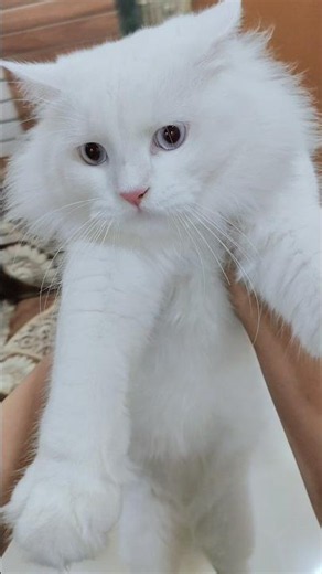 Cat Love #catlife