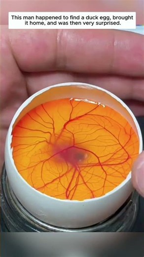 This man happened to find a duck egg, brought it home, and was then very surprised.