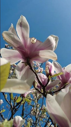 A Beautiful Magnolia Tree In Full Bloom #4k #magnolia #tree #magnoliatree