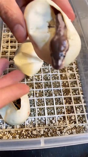 Snake hatchling growth explained