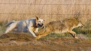 Four Coyote vs Wolf battle...It's dangerous to go alone 😿😿 https://goo.gl/kr8HvD | Wild Animal World