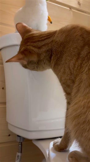 Tucker learns how to flush the toleit #cat #kitten #funnycats #cuteanimals #catblogger #lovelycat