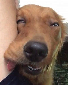 181K views · 3K reactions | Dogs making funny faces  | MetDaan Beauty | Facebook