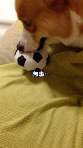 ボールの遊び方❣️それって正解⁉️ #コーギー #corgi #かわいい #癒し #犬のいる生活