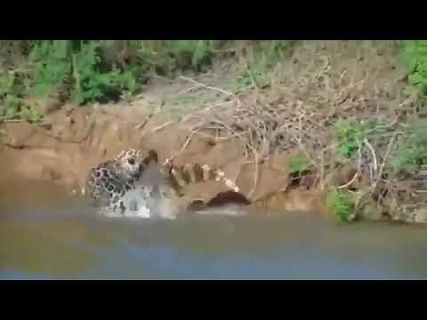 Jaguar Vs Alligator Epic River Battle