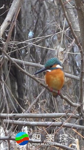 野鳥ファンから愛されるカワセミ｜誰も一度は観たい野鳥カワセミ｜【野鳥映像｝清流の宝石ことカワセミ｜【野鳥観察】カワセミ #カワセミ #野鳥 #shorts
