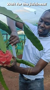 Sweet, yummy dragon fruits from Embu, Kenya | Rich Farm Kenya