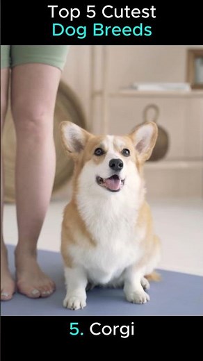 Top 5 Cutest Dog Breeds! 🐶🐕#dogs #cuteanimal #cutedog