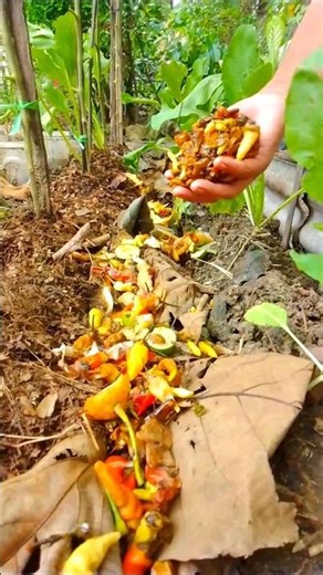 Make your own compost at home to add organik matter to the soil