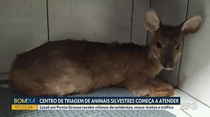 Centro de Triagem de animais silvestres começa a atender em Ponta Grossa