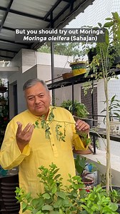 436K views · 9.8K reactions | Moringa oleifera: A superfood with amazing health benefits. #moringa #moringaoleifera #moringaleaves #moringabenefits #peepalbabasays | Peepal Baba | Facebook