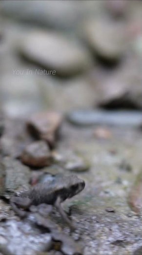 Mesmerizing Frog Blink and Slow-Motion Jump | You In Nature