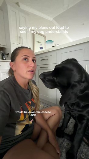 Dog Understands Command: Labrador’s Perfect Response