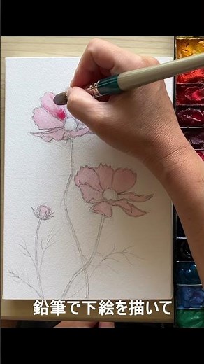 はじめてでも大丈夫｜一緒にコスモスを描いてみましょう(水彩画／Watercolor） #水彩画 #かきかた #初心者