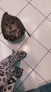 Funny owl 🤣🤣🤣 | Awesome Owls