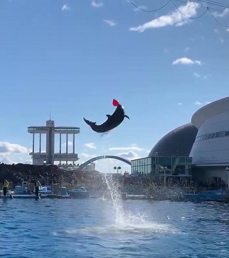 イルカの呼吸 全集中 神ハイジャンプ第2弾in名古屋港水族館