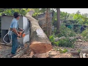Thợ cưa chỉ đứng dòm khi cây ngã vào thế này
