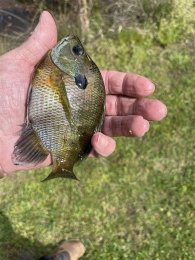 Fly fishing for bream