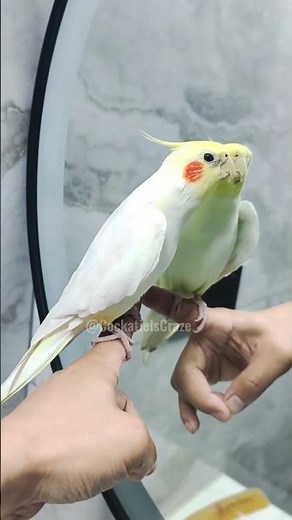 Milo the cockatiel’s whistling is pure joy! 🎶🦜❤️ #cockatielscraze
