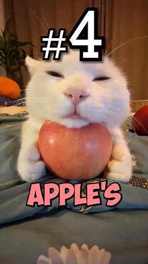 In 4th place - Cat With Apples: February 2024 Meme Of The Month | Know Your Meme