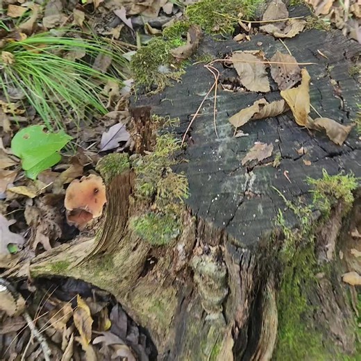 frogs 🐸 on the move what kind you think it is #frog #wisconsin #Outdoors #frogs