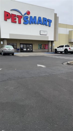 Life with Cole: A Yorkie Experience