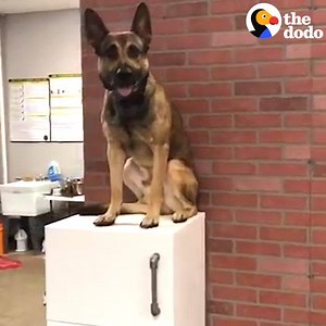 Service dog adorably fails out of school ❤️ | The Dodo