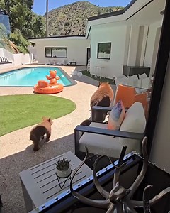 So cute! These two bear cubs weren't too sure about taking a dip in a pool with their mama. #bears #cubs #pool #swimming #california | Western Mass News