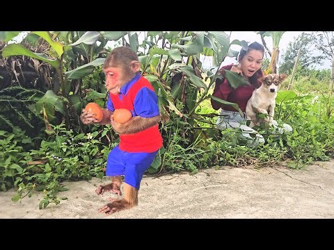 Super funny! Monkey Su Hides Eggs From Dog