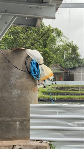 Sachio Koi House on Instagram: "goodmorning 🎏 rain harvest"