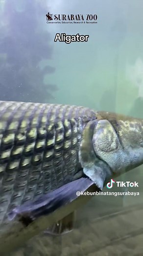 Fakta Unik Ikan Aligator Gar: Habitat, Bentuk Tubuh, dan Fungsinya