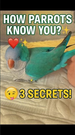 How Parrots Recognize Owners 🐦 3 Secrets Revealed! | #shorts #birds