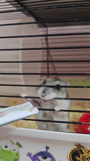 Caring for Your Roborovski Hamster: Essential Tips