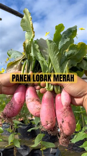 Panen sayur Lobak merah #panensayuran #panensayur #caratanam #tipsberkebun #berkebun #berkebunmudah
