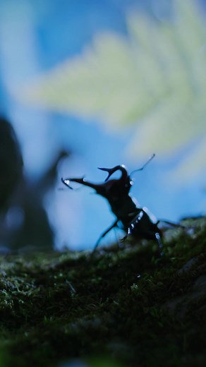 Stag Beetle Showdown: Love as the Grand Prize