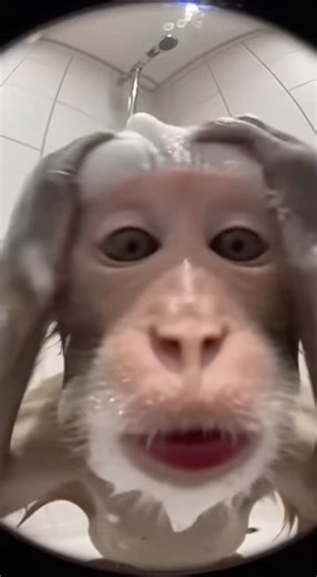 Funny Monkey Shower Moment