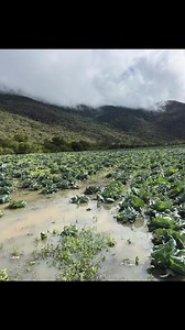 A day in farming🥹💚 | Sihle Maseko