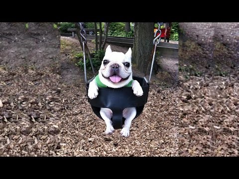 WARNING: dog on a swing