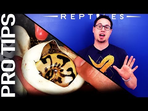 Should you cut your Ball Python eggs? Pros & Cons