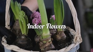 About Holland Bulb Farms & Our Family-Owned Business