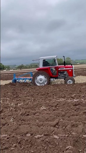 Massey Ferguson 590 working a 3 furrow plough at a match today. #farming #tractor #masseyferguson